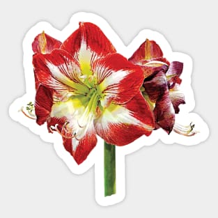 Amaryllis Minerva Sticker